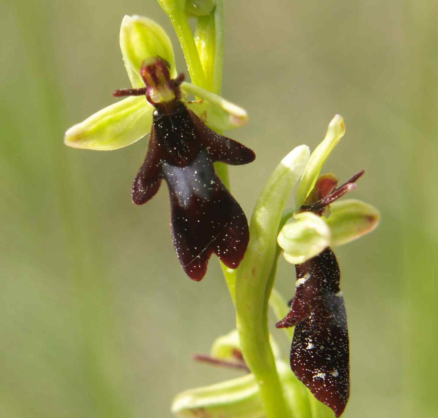 Orchid, Fly flower